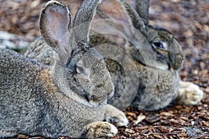 Portrait of German Giant rabbits relaxing on woodchips