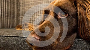 Portrait of a German Longhaired Pointer looking aside