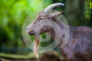 Portrait of a german male goat with a long beard