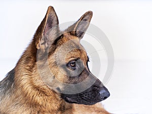 Portrait of a German Shepherd, 3 years old, head shot, in side view on white background, copy-space