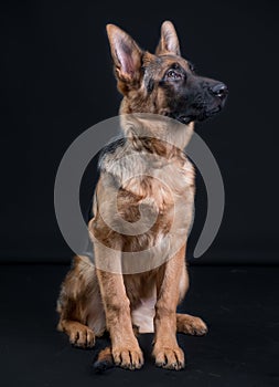 Portrait of a German Shepherd, 3 years old, sit in full body, in front of black background, copy-space