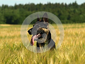 Portrait of german shepherd