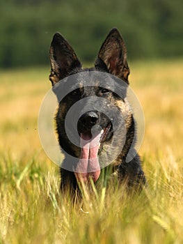 Portrait of german shepherd