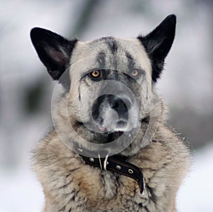 Portrait of a German Shepherd with black ears