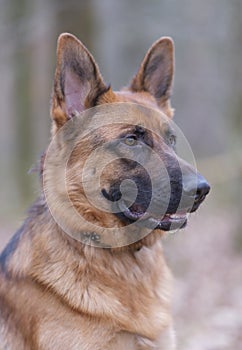 Portrait of a German Shepherd, brown and black, 3 years old, head portrait, selective focus, focus on eye. in the