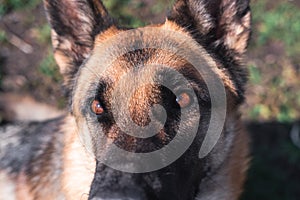 Smart looking dog, the eyes of a German shepherd