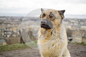 Portrait of a German Shepherd Dog