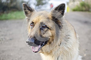 Portrait of a German Shepherd Dog