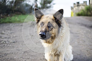 Portrait of a German Shepherd Dog