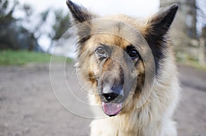 Portrait of a German Shepherd Dog