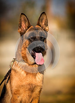 portrait german shepherd dog