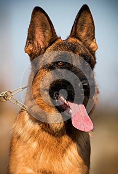 portrait german shepherd dog