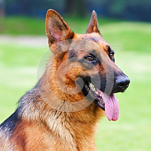 Portrait of a German shepherd dog