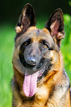Portrait german shepherd dog