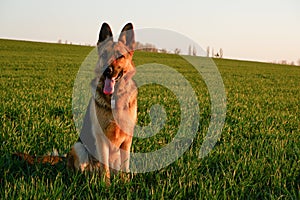 Portrait of a german shepherd dog on a background of green spring grass