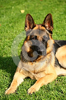 Portrait of german shepherd dog on green grass