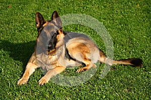 portrait of german shepherd dog on green grass photo