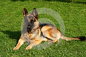 portrait of german shepherd dog on green grass photo