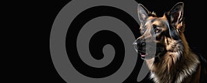 Portrait of a German Shepherd dog isolated on black background banner with copy space