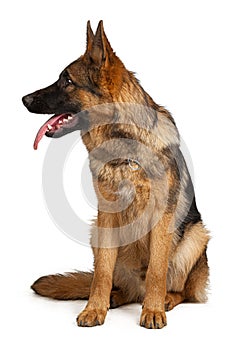 Portrait of a german shepherd dog isolated on white background