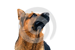 Portrait of a German Shepherd Dog Looking up on White Background