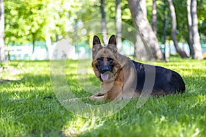 Portrait of German Shepherd Dog Lying. Green Grass