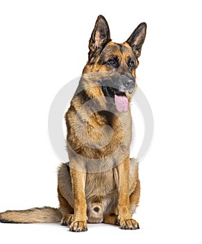 Portrait German shepherd dog panting, sitting and looking away