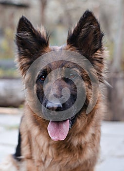 Portrait of German Shepherd dog. Photo of Dog`s head