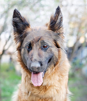 Portrait of German Shepherd dog. Photo of Dog`s head