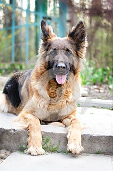 Portrait of German Shepherd dog. Photo of Dog`s head