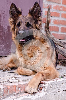 Portrait of German Shepherd dog. Photo of Dog`s head