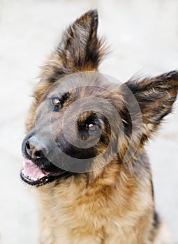 Portrait of German Shepherd dog. Photo of Dog`s head