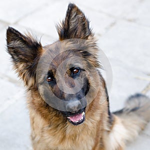 Portrait of German Shepherd dog. Photo of Dog`s head