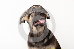 portrait german shepherd dog puppy. cute dog studio shot on isolated white background with copy space