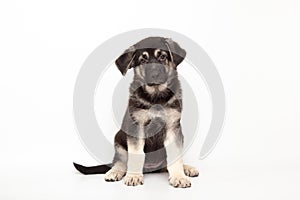 portrait german shepherd dog puppy. cute dog studio shot on isolated white background with copy space