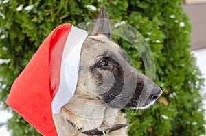 Portrait of a German shepherd dog in a red santa claus hat in the yard, against a background of green thuja in winter. Christmas