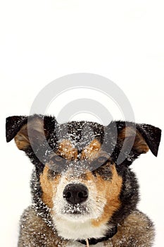 Portrait of German Shepherd Dog in Snow