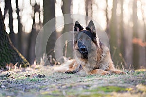 Portrait of german shepherd dog in spring morning sun