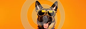 Portrait German Shepherd Dog With Sunglasses Orange Background German Shepherd Dogs, Creative Portra