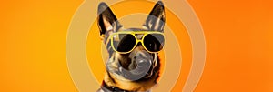 Portrait German Shepherd Dog With Sunglasses Orange Background German Shepherd Dogs, Creative Portra