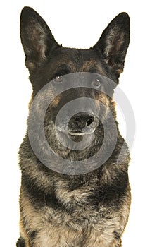 Portrait of a german shepherd dog on a white background