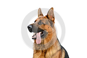 Portrait of a German Shepherd Dog on White Background. Service or Working Male Dog Isolated on White Background.