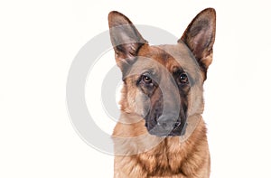 Portrait of a German Shepherd head, 3 years old, in front of white background, copy-space