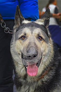 Portrait of German shepherd muzzle close-up. Adorable dog with an open mouth and large protruding red tongue.