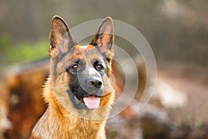 Portrait of a German shepherd in a park. Purebred dog