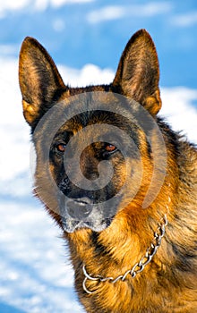 Portrait of a German shepherd in a park. Purebred dog