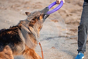 Portrait of a German Shepherd playing with its owner, tugging a rubber toy. Training, raising a dog