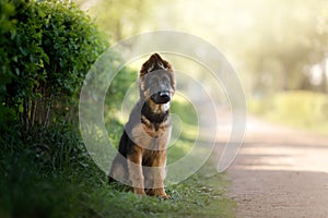 Portrait of a German Shepherd puppy in the open air