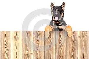 Portrait of a German Shepherd puppy, peeking from behind a fence