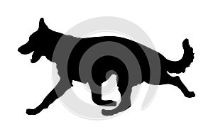 Portrait of German Shepherd running dog silhouette.